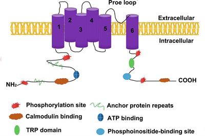 The Role of Transient Receptor Potential Vanilloid 1 in Common Diseases of the Digestive Tract and the Cardiovascular and Respiratory System